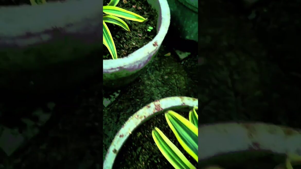 Tips For Song Of India Plant | How To Care Song Of India #gardening #shorts #shortvideo Tips For Song Of India Plant | How To Care Song Of India #gardening #shorts #shortvideo