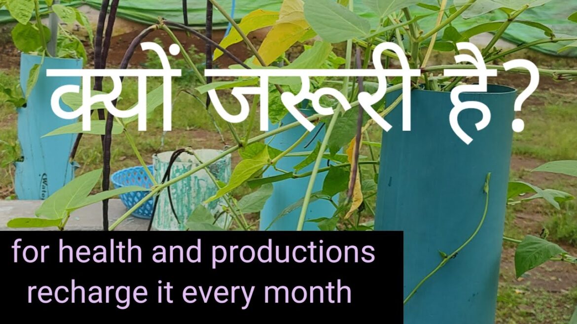 आसान तरीका soil recharge का , without disturbance recharge soil for vegetable gardening