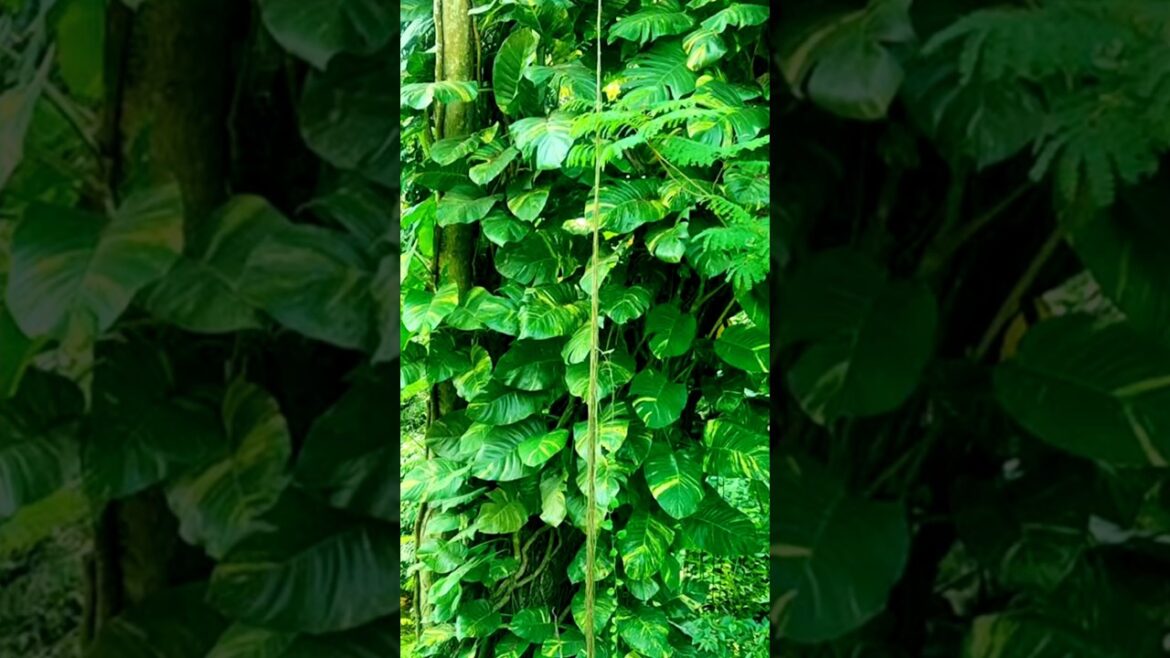 Tips For Money Plant Idea | How To Grow Money Plant #shortvideo #shorts