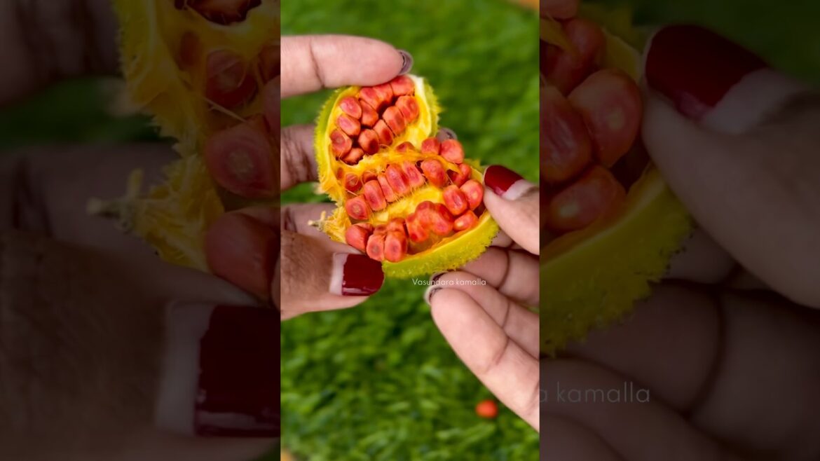Extracting seeds to growing into plant🪴 Extracting seeds to growing into plant🪴