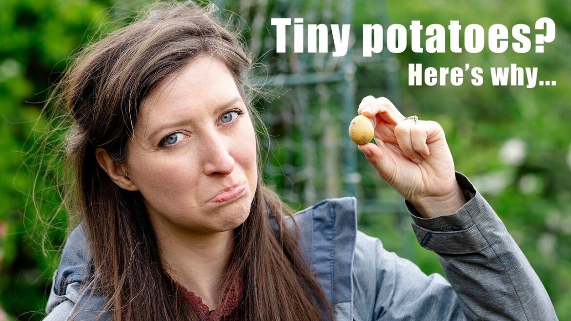 3 Mistakes to avoid when growing potatoes in containers 3 Mistakes to avoid when growing potatoes in containers