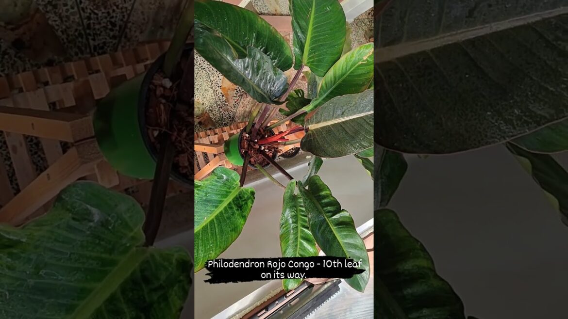 Philodendron Rojo congo-10 Leaf on th way #gardening #houseplants #guys #the #plant #garden #plants