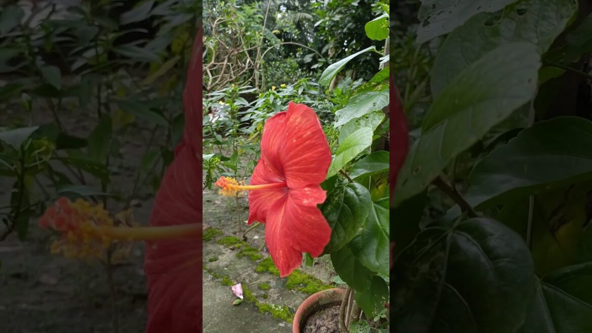 Beauty of flowers #nature #flowers #garden #shorts #status Beauty of flowers #nature #flowers #garden #shorts #status