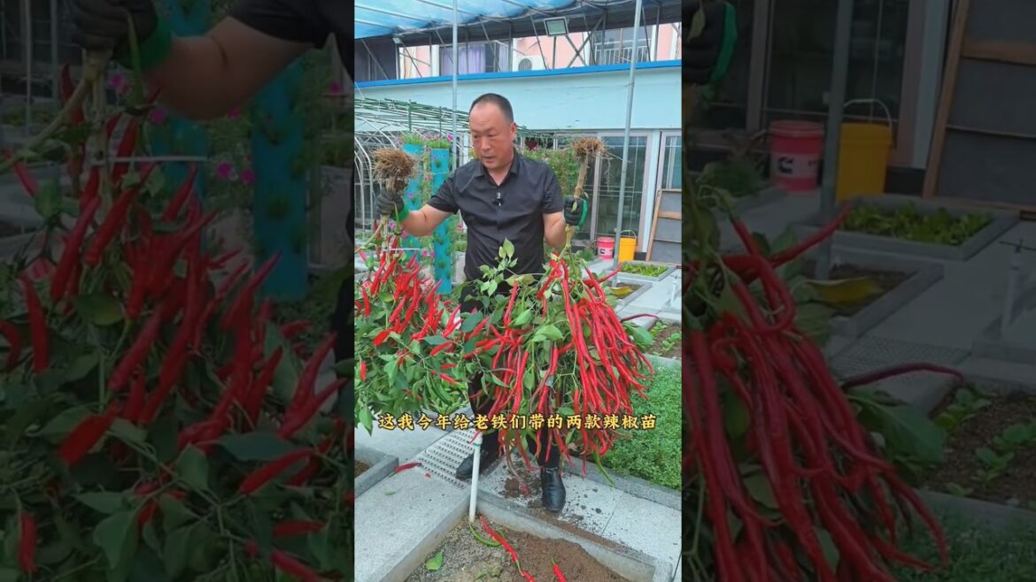 Beautiful red chilli # cultivation #shots #youtubeshorts