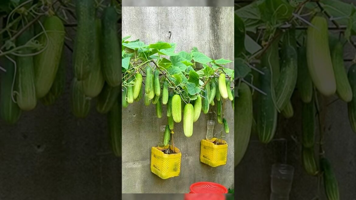 No Yard? No Problem! Grow Cucumbers ANYWHERE No Yard? No Problem! Grow Cucumbers ANYWHERE