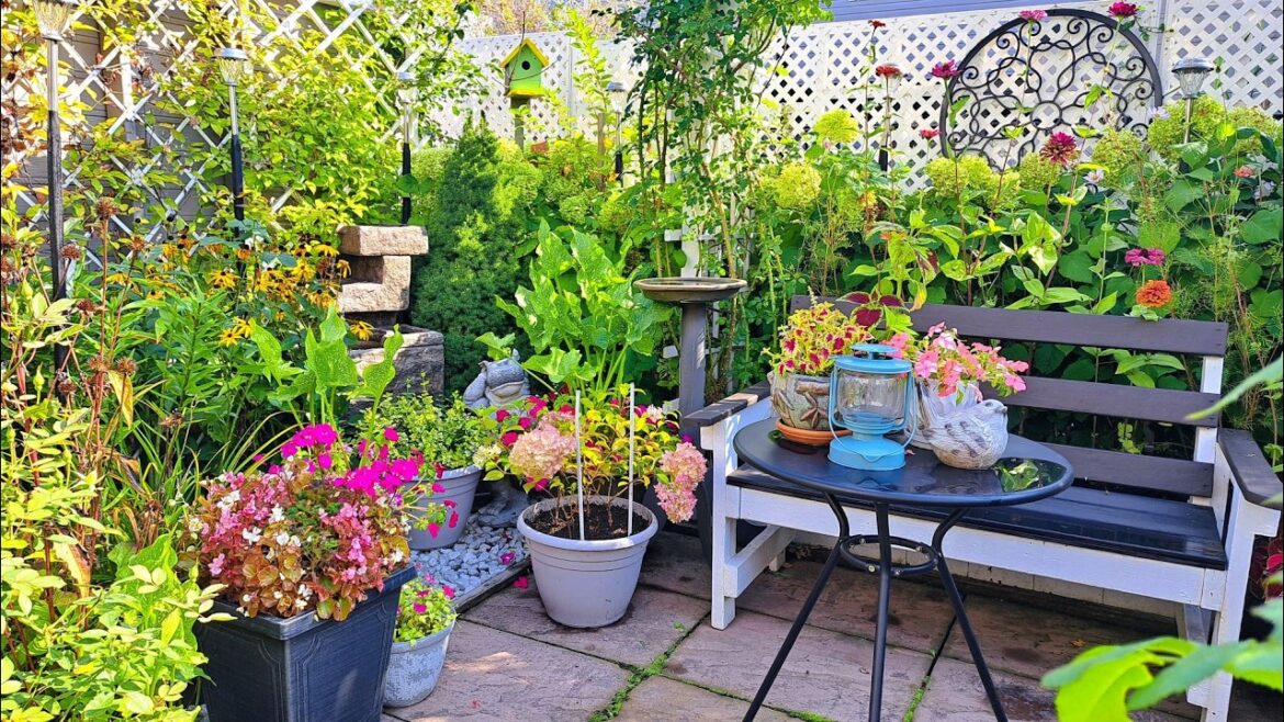 END OF SEPTEMBER BEAUTIFUL RELAXING TINY BACKYARD GARDEN TOUR #garden #plants #flowers #new #nature END OF SEPTEMBER BEAUTIFUL RELAXING TINY BACKYARD GARDEN TOUR #garden #plants #flowers #new #nature