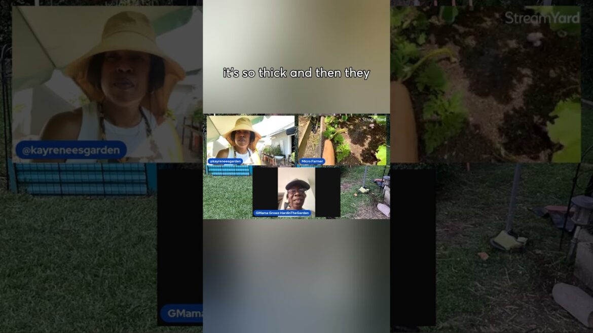 “Rooting Secrets: Growing Squash with Ease!” #shorts #viralshorts #garden #clips #gardentips