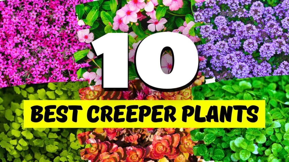 10 GORGEOUS Creeper Plants You MUST TRY to Elevate Your Garden! π± 10 GORGEOUS Creeper Plants You MUST TRY to Elevate Your Garden! π±