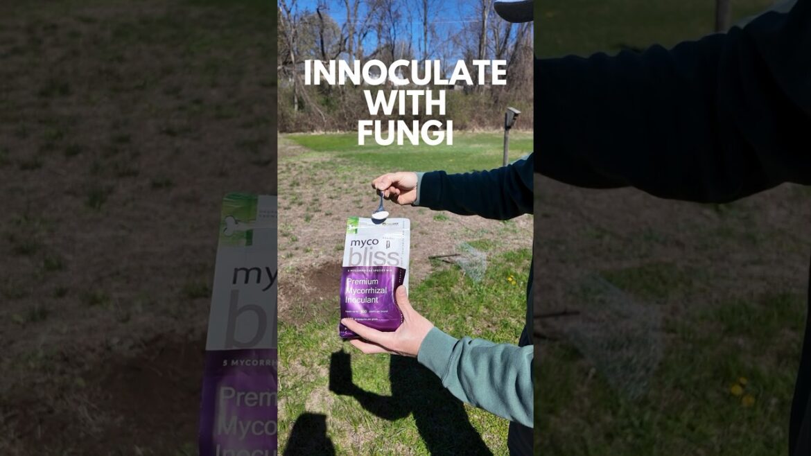 Elderberry Planting Basics #gardening #garden #shorts #shortsvideo #sustainablegardening Elderberry Planting Basics #gardening #garden #shorts #shortsvideo #sustainablegardening