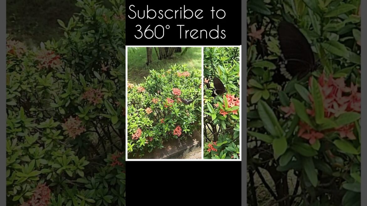 சிறகடிக்கும் அழகே - மந்த காற்றில் பறக்கும் வண்ணத்துப்பூச்சி #shorts #shortsvideo #tamilshorts #short