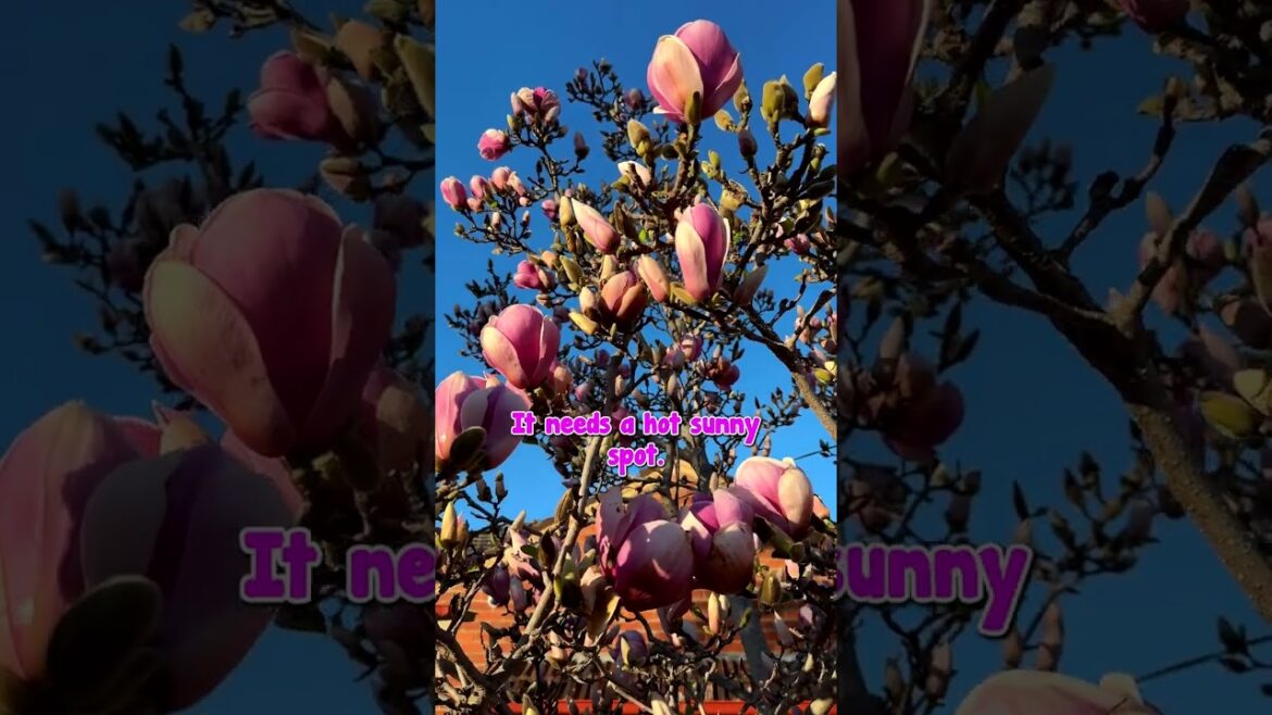 What a Magnificent Magnolia!🌺