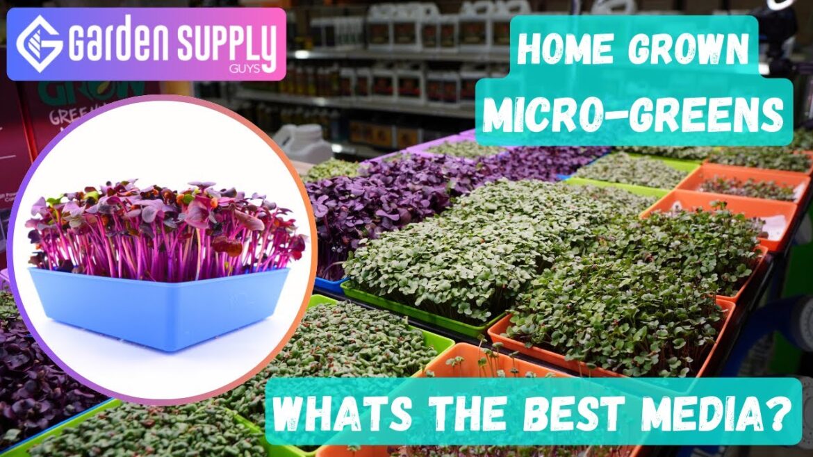 Microgreens DIY Growing: 4 Media Types Tested
