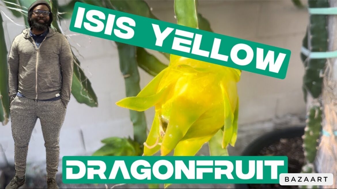 How to Grow Yellow Dragonfruit (Tips from 5 Years of Gardening)