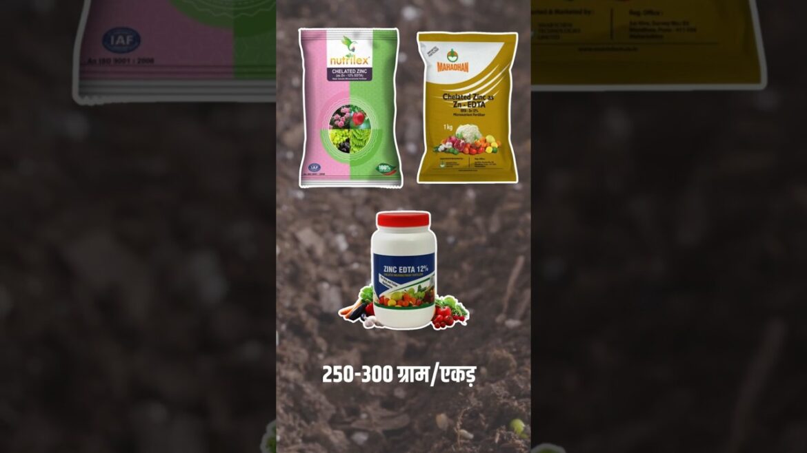 growing tomatoes in containers #Gardening #tomato @farming