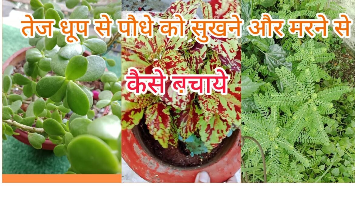 तेज धुप से पौधे सुखने और मरने से कैसे बचाये#plants#gardening#garden#flowersplant तेज धुप से पौधे सुखने और मरने से कैसे बचाये#plants#gardening#garden#flowersplant