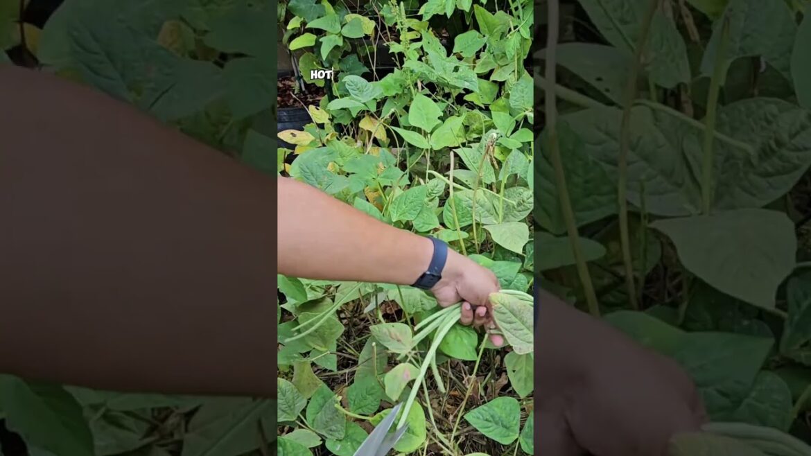 California Gardening: Harvesting Asparagus Beans: Late Summer & Fall Garden Tips! Harvesting Asparagus Beans: Late Summer & Fall Garden Tips!