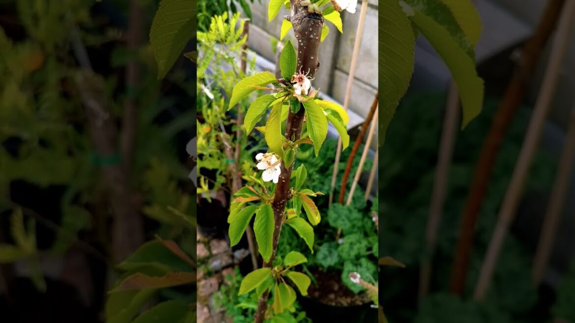 Spring growth, flowers and fruit in my container garden #containergardening #gardening #shorts
