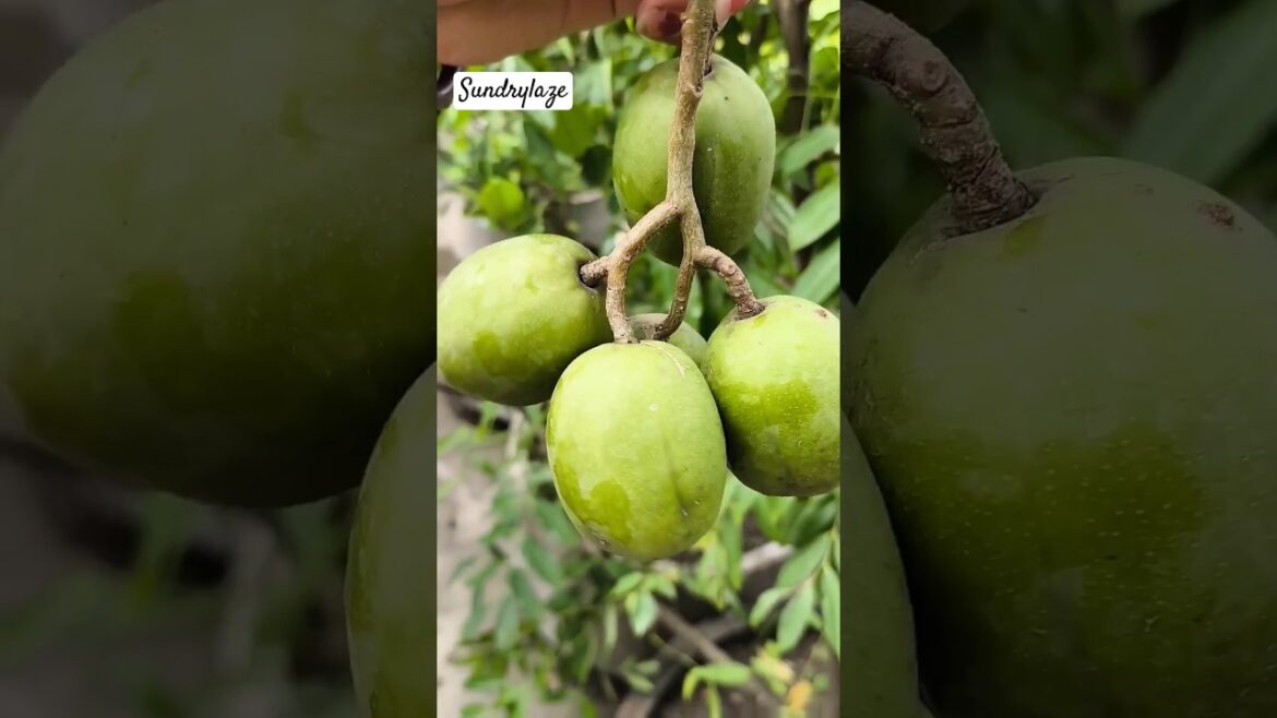 ছাদ বাগানে আমরা ফল #rooftopgarden #roofgarden #gardening #gardentour #sundrylaze #trending #shorts