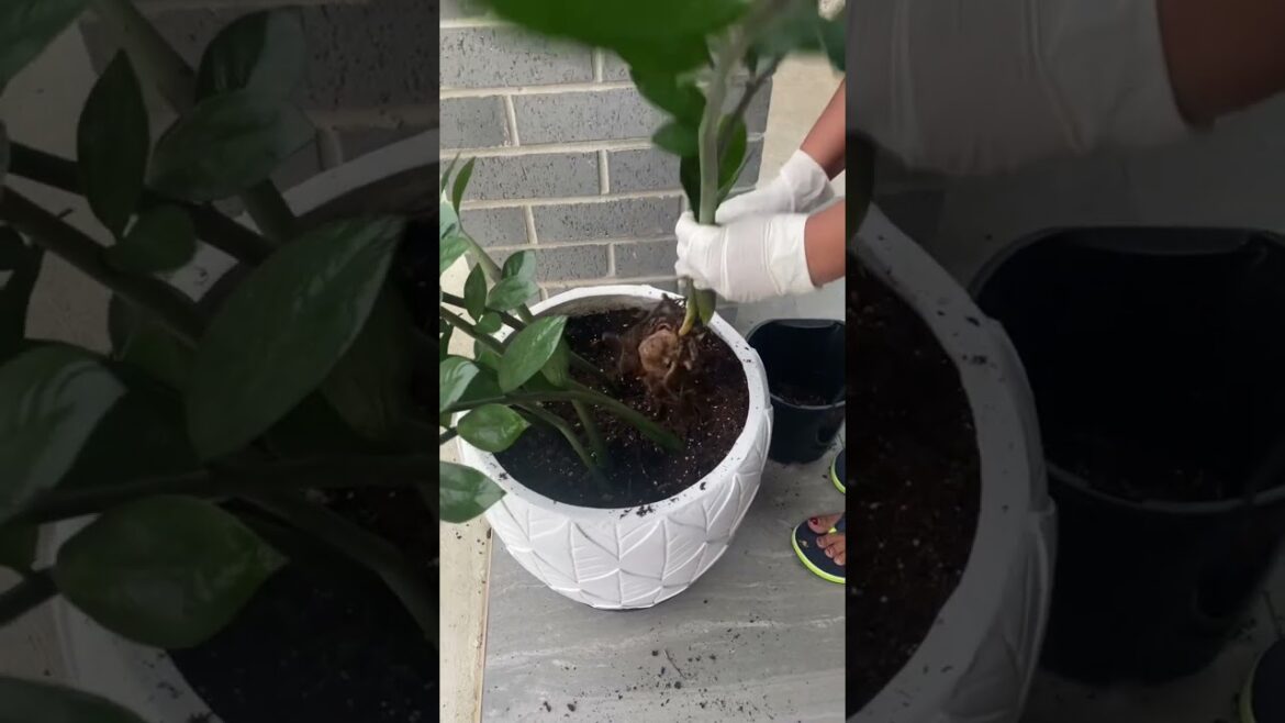 Zanibar plant #gardening #indoorplants