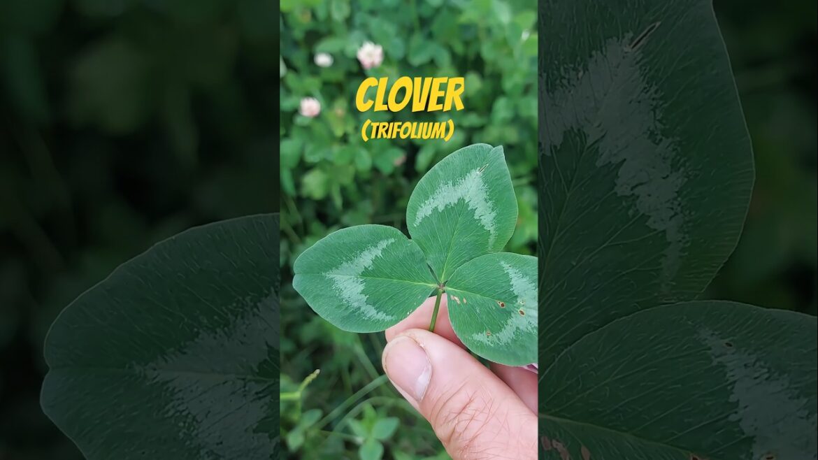 Is this edible? CLOVER Secrets Revealed!