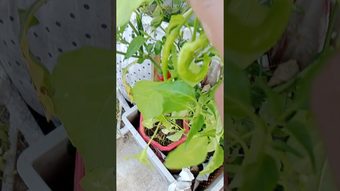 छत पर उगाये ऑरगॅनिक सब्जिया#shorts#gardening#viralshorts#garden