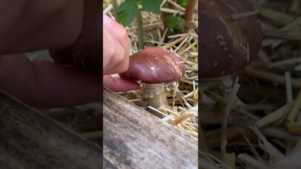 Wine Cap Mushrooms! #mushroom #fungi #growfood #gardeningtips #winecapmushroom Wine Cap Mushrooms! #mushroom #fungi #growfood #gardeningtips #winecapmushroom