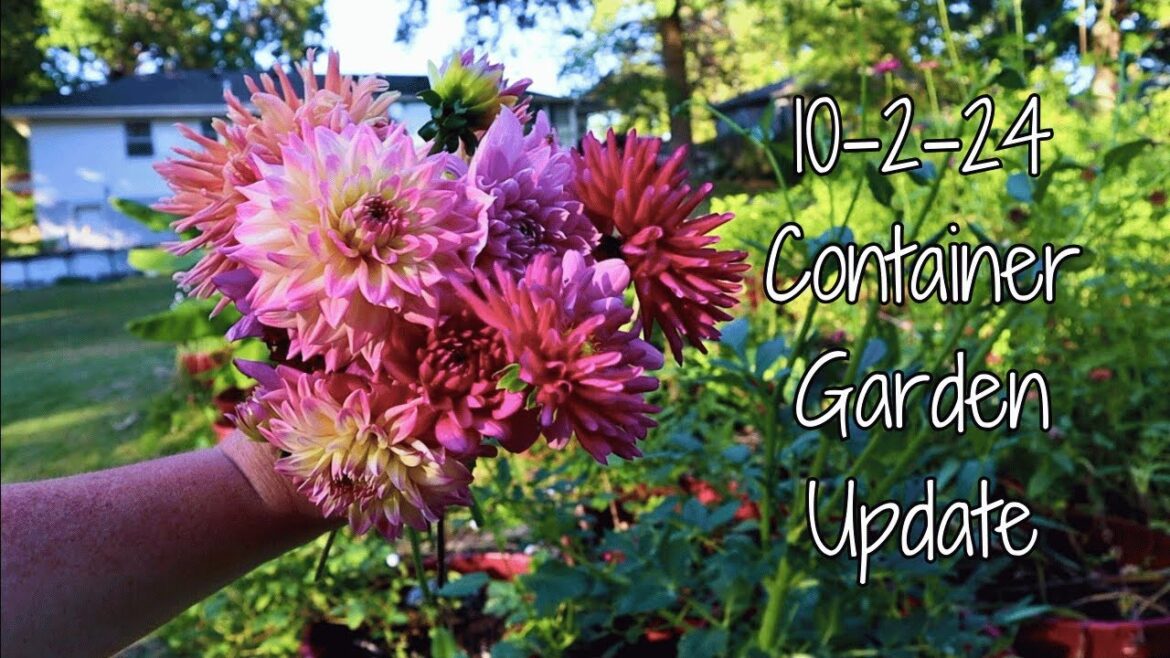10.2.24 Container Garden Update 10.2.24 Container Garden Update