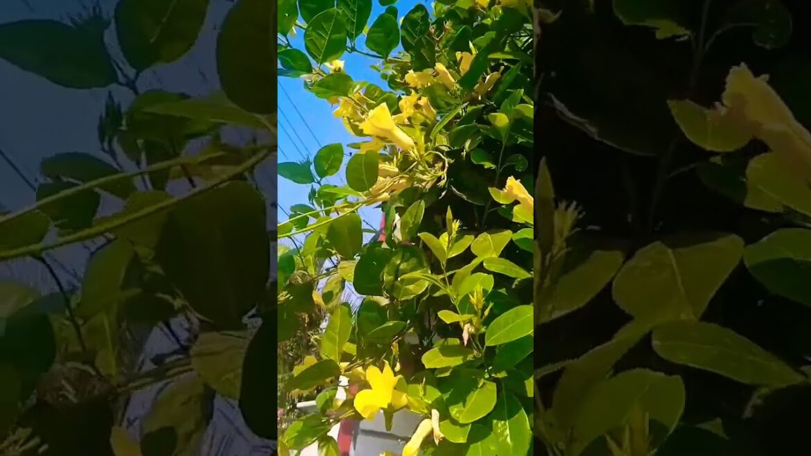 home gardening idea flowering plant | #youtubeshorts #shorts