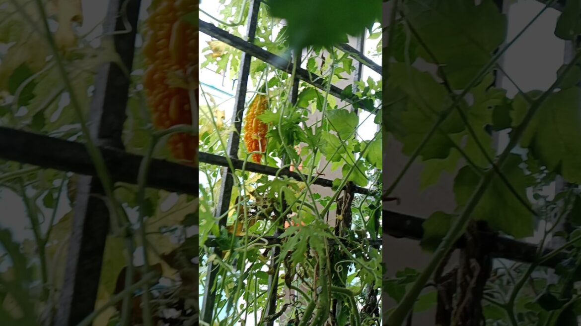 Seeds collection of bitter gourd #shorts#gardening #vegetables #viralshorts Seeds collection of bitter gourd #shorts#gardening #vegetables #viralshorts