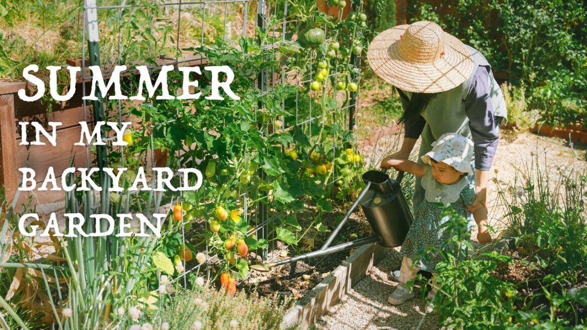 Summer days in my backyard garden|Behind Scenes of My productive garden Summer days in my backyard garden|Behind Scenes of My productive garden
