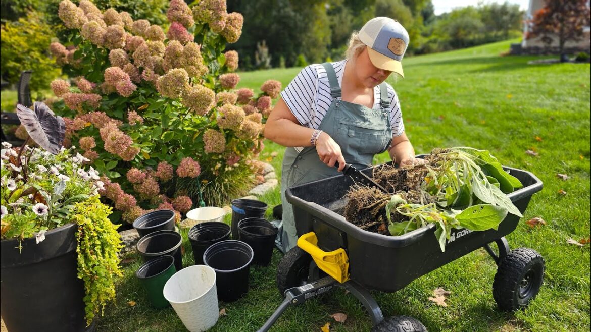How to Divide Perennials to Get Lots of Free Plants! How to Divide Perennials to Get Lots of Free Plants!