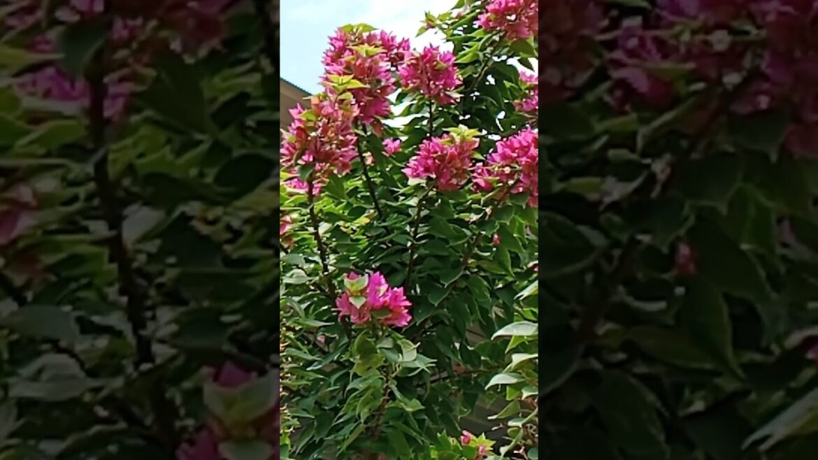 Bougainvillea vine #shorts#gardening#viralshorts#garden