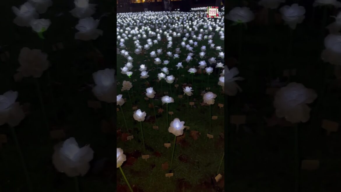 Ever After Garden | Beautiful garden of 25000 white roses