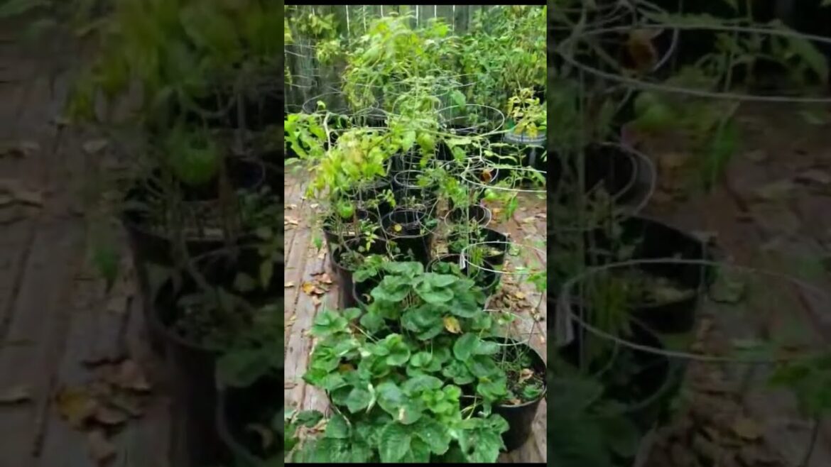 backyard container garden tour!  - Hope it ripens soon!