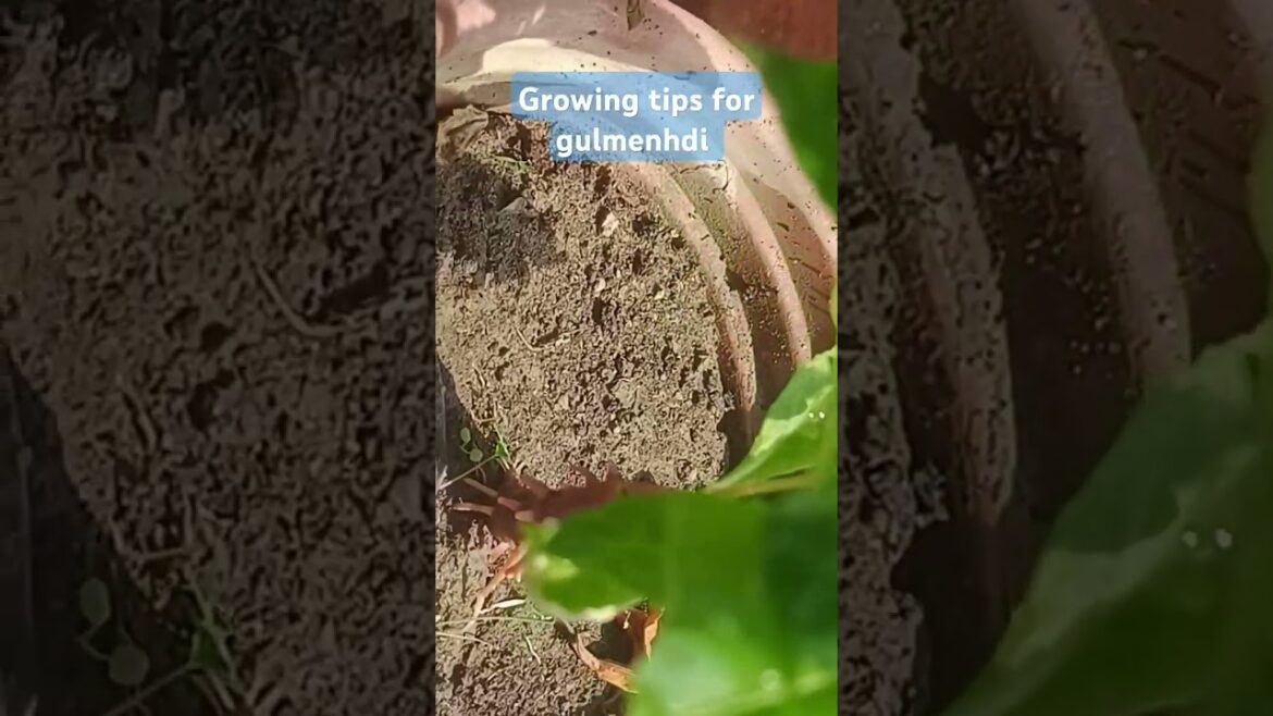 Growingtips for gulmenhdi #shortvideo #gardening #gardeningtips #gulmenhdi