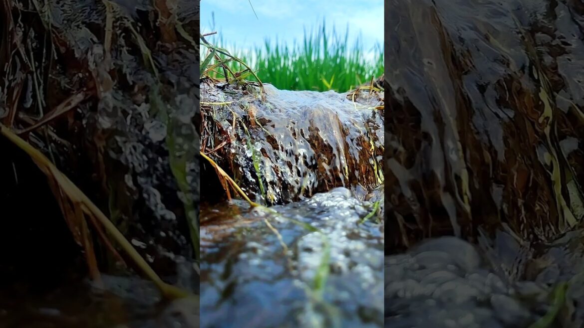 Farming with Garden | Farmer #gardening #shorts