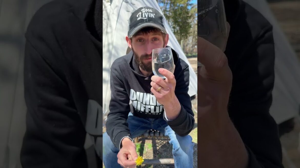 5 Facts About Dandelions | Nutritious, Edible, and Medicinal Benefits [2024]