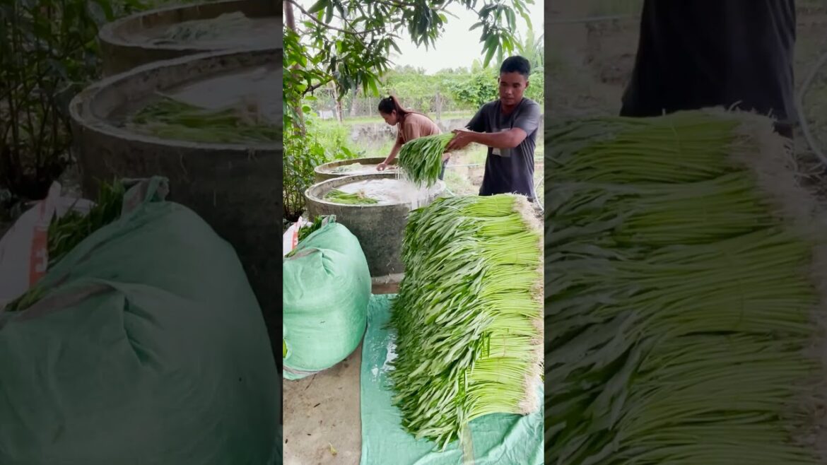 Fresh Vegetable In Country Side #agriculture #farming #vegetables #shorts