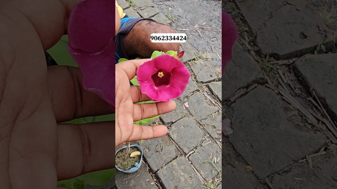 Allamanda Flower Colours | Allamanda Vine | Plants & Flowers | @gardening