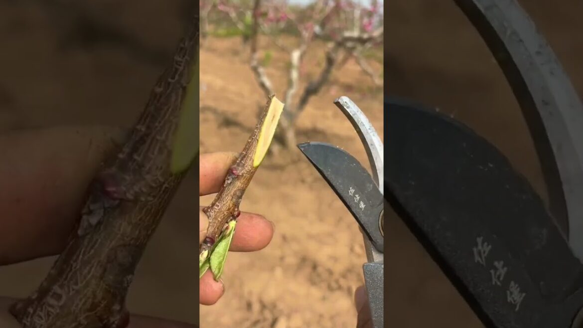Best grafting technique #grafting #satisfying Best grafting technique #grafting #satisfying