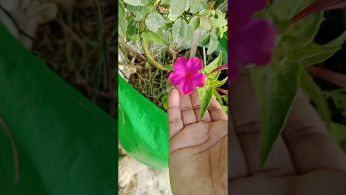 The 4 o'clock Flower That Escaped The Holocaust#shorts #gardenplants #viralshorts#flowers