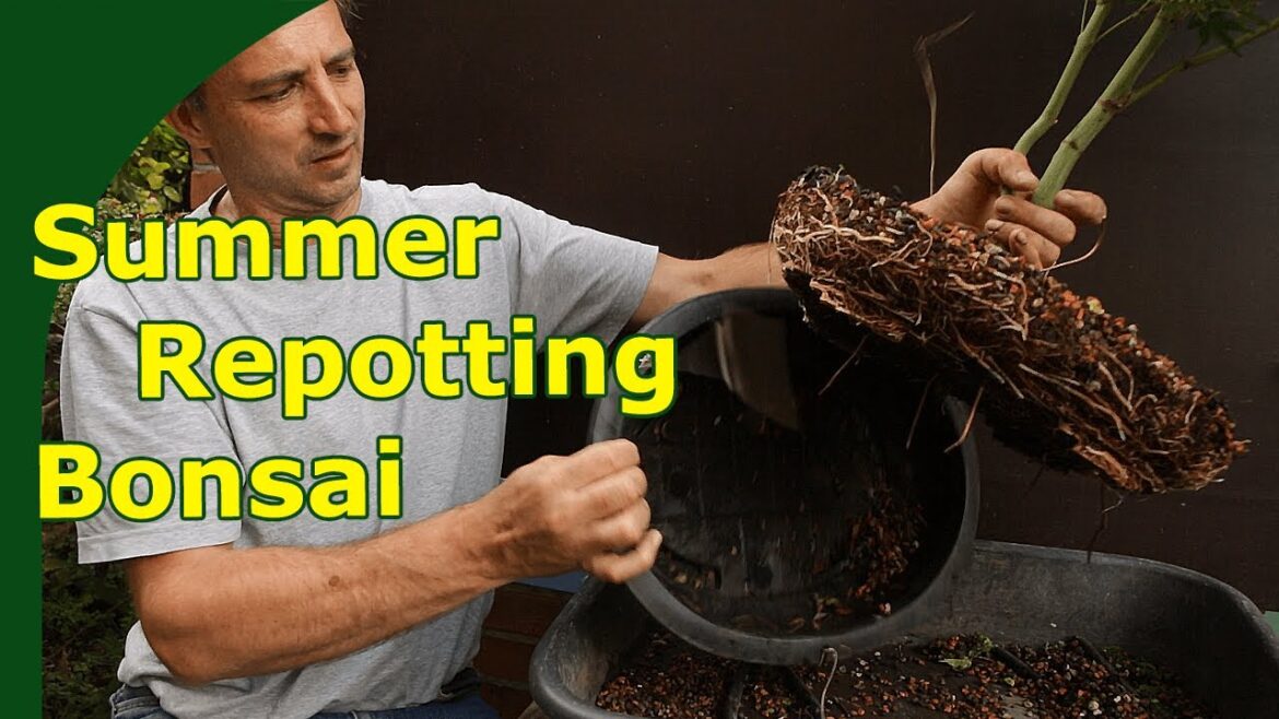 Summer Repotting Japanese and Trident Maples Summer Repotting Japanese and Trident Maples