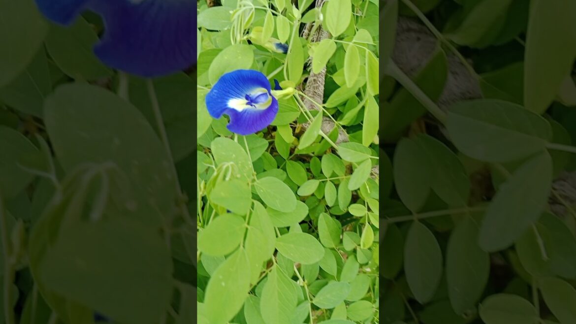 अपराजिता plant care tips #plantlover#gardening#Aparajita#shorts