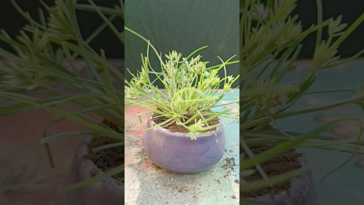 Small Plant 🌱 | gardening | garden | short - 114 | #shorts #short #shortsfeed #youtubeshorts