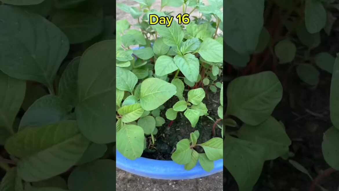 Vegetable garden in smallplace #shorts #vegetables #ytshorts