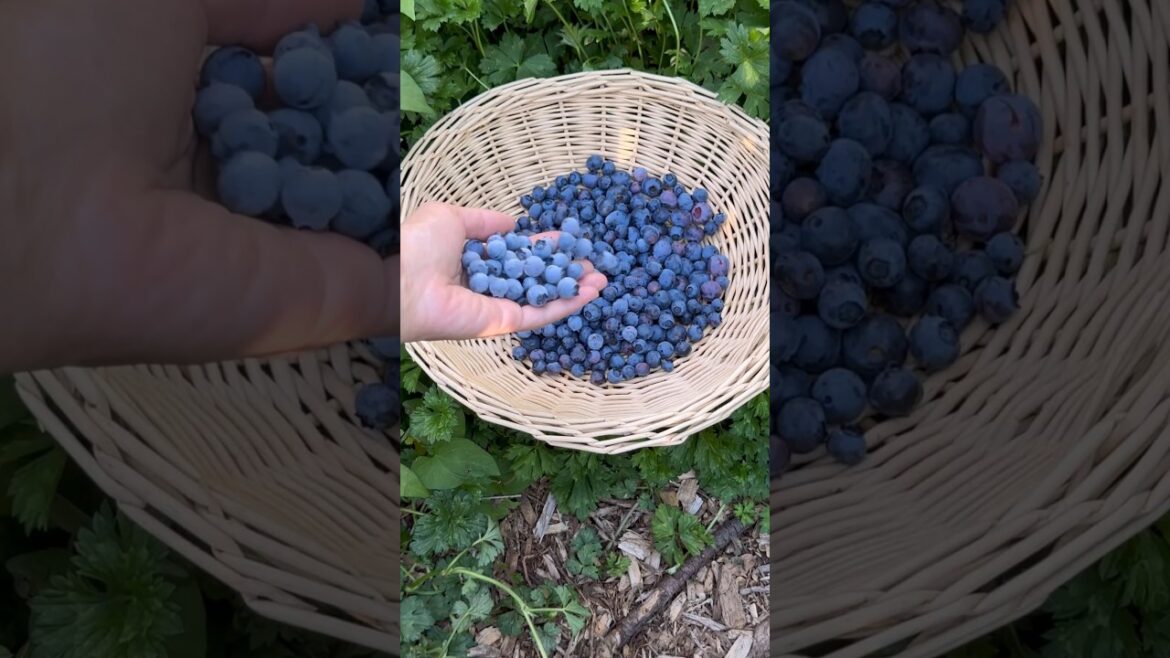 Blueberries - What’s The Bloom On Fruit Skin? #shorts #harvest #blueberry #gardening #foodforest