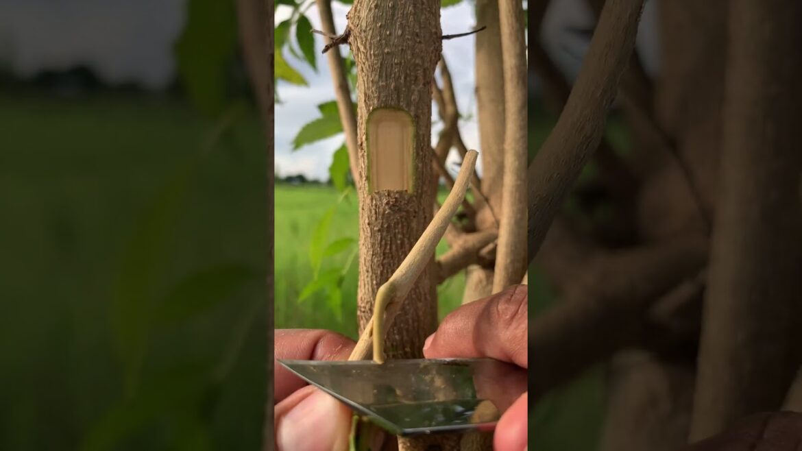 ideas for garden​ to grafting  #shortvideo #fruit #growguavatree #garden #guavatree #mangotree