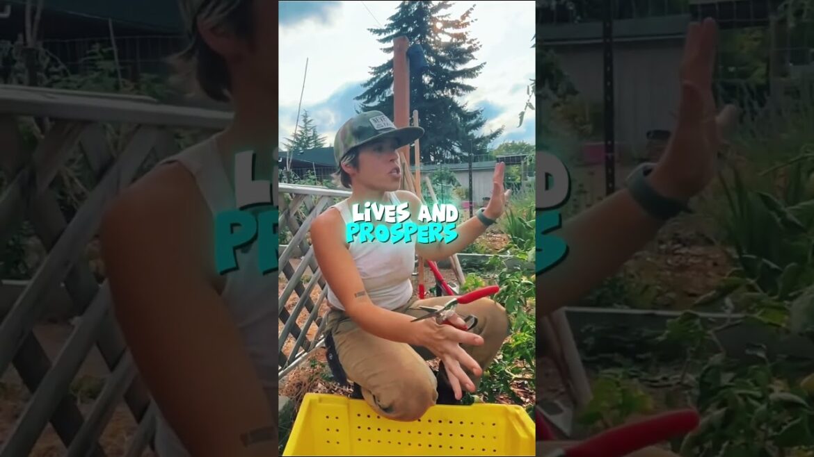 Harvesting Tips! #howto #plantsmakepeoplehappy #garden #gardener #ideasforlife #lifeskills #life e