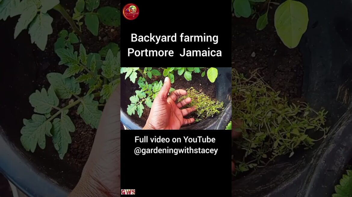 Jamaican Backyard Garden February 9 2024 #gardening
