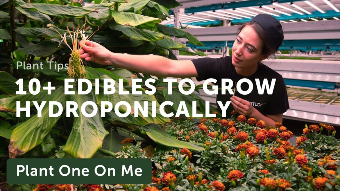 Top 10+ EDIBLE PLANTS to Grow HYDROPONICALLY — Ep. 396
